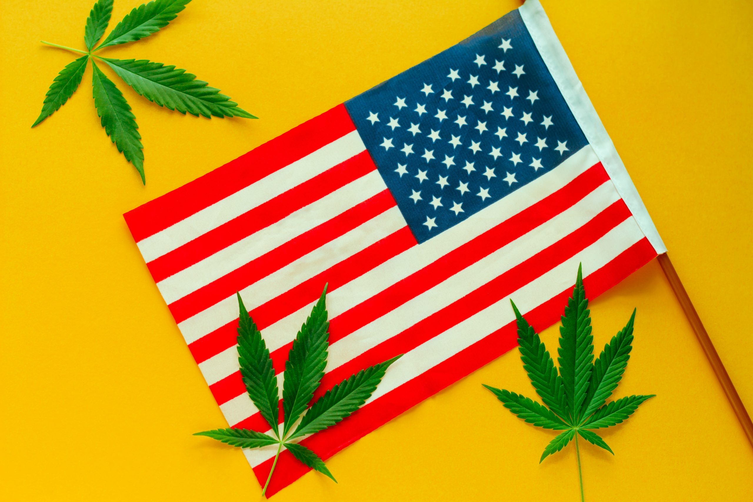 Cannabis legalization hemp leaves and American flag top view yellow background